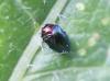 Trachys troglodytiformis